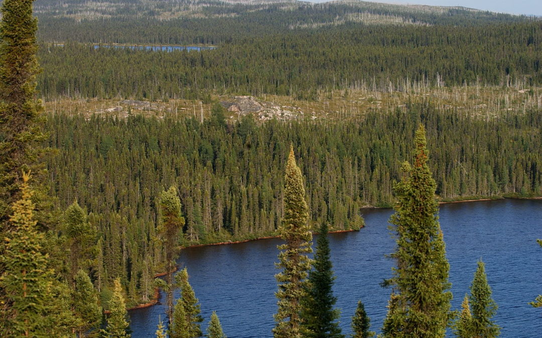 Six grandes thématiques pour développer l’industrie forestière