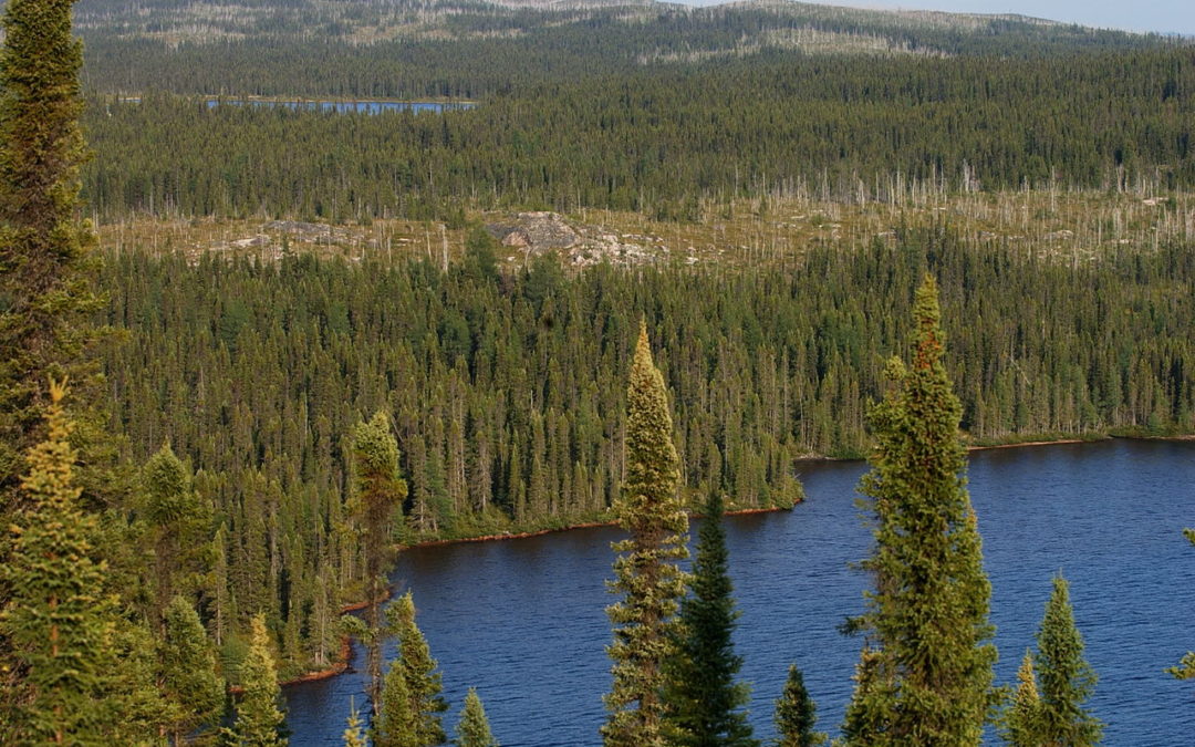 Les forces vives du Québec se mobilisent au sein du Collectif pour une forêt durable