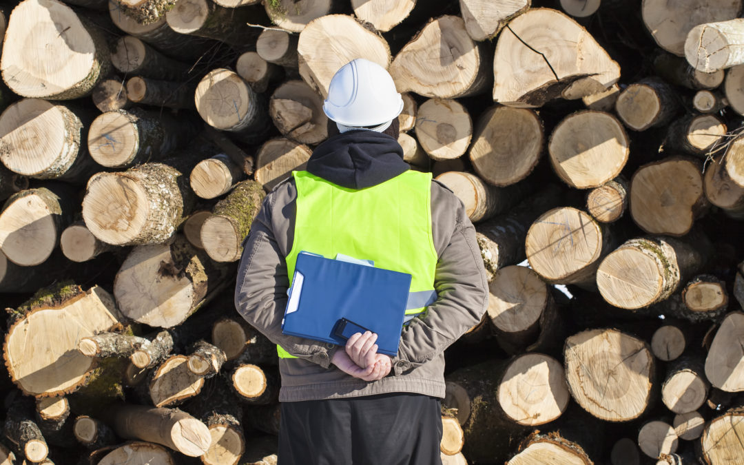 Les travailleuses et travailleurs au cœur des forêts de la région