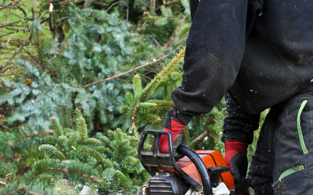 Le Syndicat de la sylviculture (SNS) entame sa tournée des chantiers forestiers